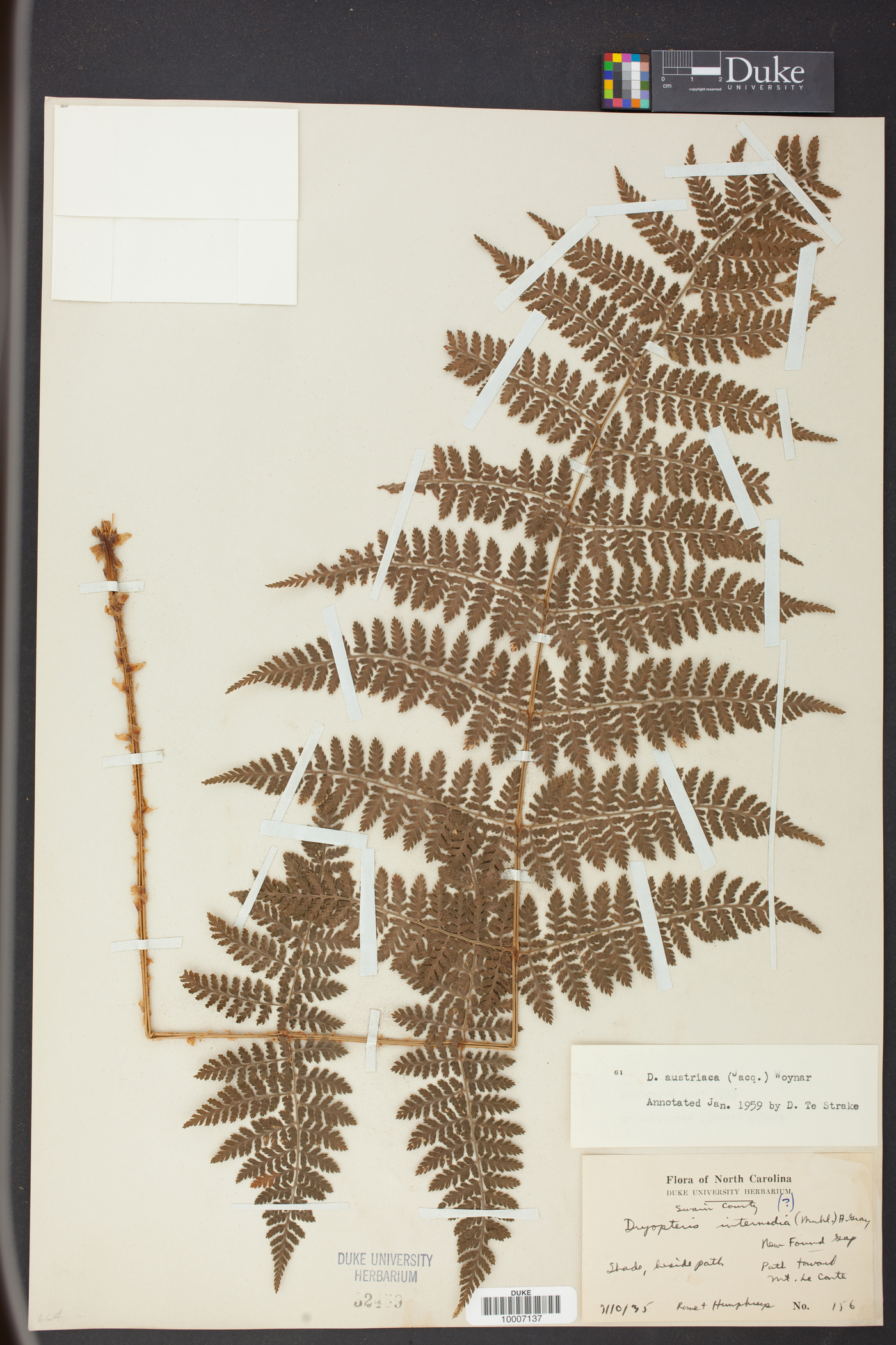 Dryopteris campyloptera image