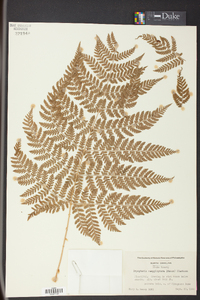 Dryopteris campyloptera image