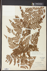 Dryopteris campyloptera image