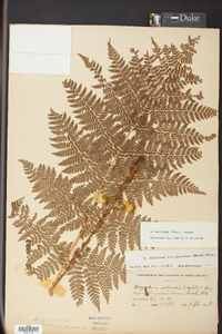 Dryopteris campyloptera image