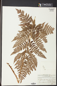 Dryopteris campyloptera image