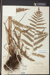 Dryopteris celsa image