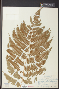 Dryopteris goldieana image