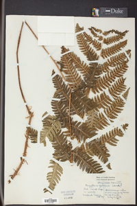 Dryopteris goldieana image