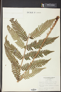 Dryopteris goldieana image