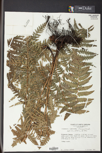 Dryopteris ludoviciana image