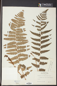 Dryopteris ludoviciana image