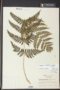 Dryopteris campyloptera image