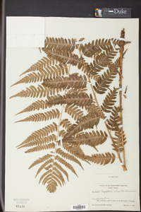 Dryopteris celsa image