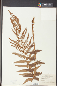 Dryopteris ludoviciana image