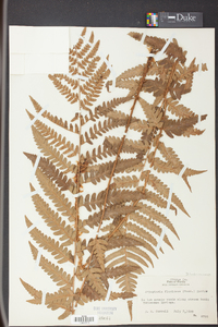 Dryopteris ludoviciana image