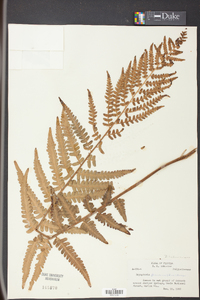 Dryopteris ludoviciana image