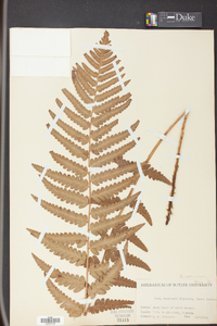 Dryopteris ludoviciana image