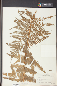 Dryopteris ludoviciana image