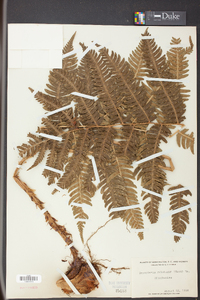 Dryopteris goldieana image