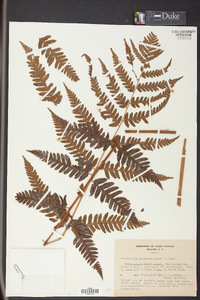 Dryopteris goldieana image