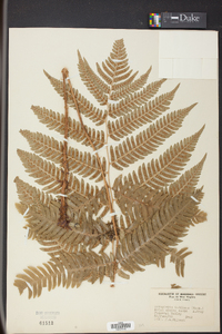 Dryopteris goldieana image