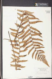 Dryopteris ludoviciana image