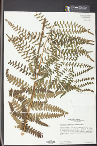 Dryopteris ludoviciana image