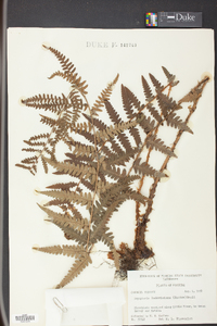 Dryopteris ludoviciana image