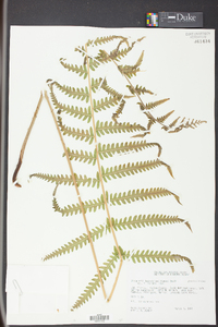 Dryopteris ludoviciana image