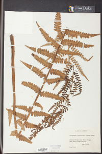 Dryopteris ludoviciana image