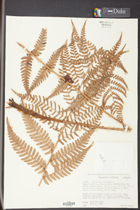 Dryopteris ludoviciana image