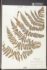 Dryopteris campyloptera image