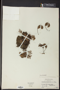 Pleopeltis polypodioides image