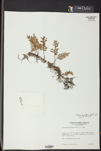 Pleopeltis polypodioides image