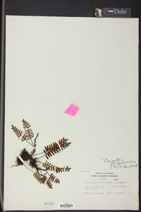 Pleopeltis polypodioides image