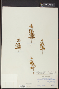 Pleopeltis polypodioides image