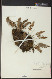 Pleopeltis polypodioides image