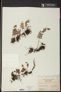 Pleopeltis polypodioides image