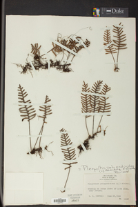 Pleopeltis polypodioides image