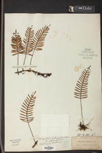 Pleopeltis polypodioides image