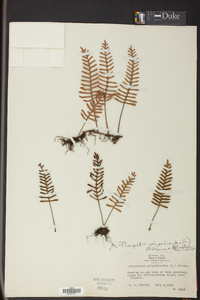 Pleopeltis polypodioides image