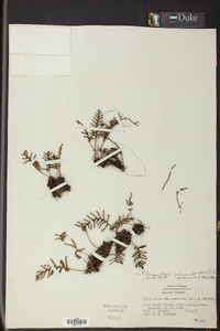 Pleopeltis polypodioides image