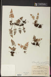 Pleopeltis polypodioides image