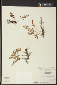 Pleopeltis polypodioides image