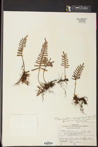 Pleopeltis polypodioides image