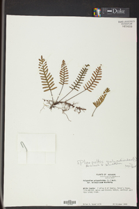 Pleopeltis polypodioides image