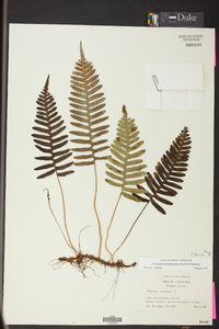 Polypodium appalachianum image