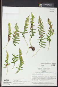 Polypodium appalachianum image