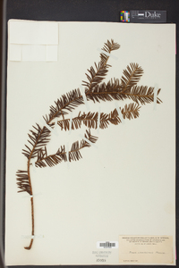 Taxus canadensis image