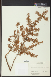 Taxus canadensis image