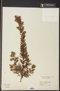 Taxus canadensis image