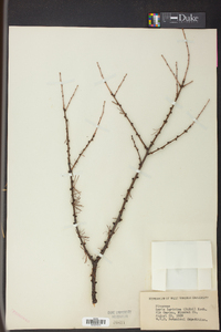 Larix laricina image