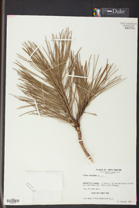 Pinus echinata image