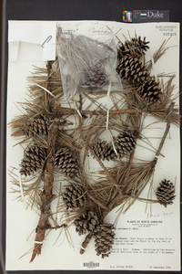 Pinus echinata image